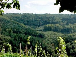 Nachhaltige Forstwirtschaft